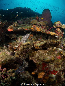 Lucian Reef by Henley Spiers 